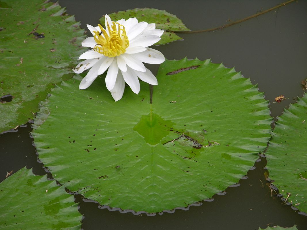 Singapore 05 03 Singapore Botanic Gardens Sacred Lotus with White Flower